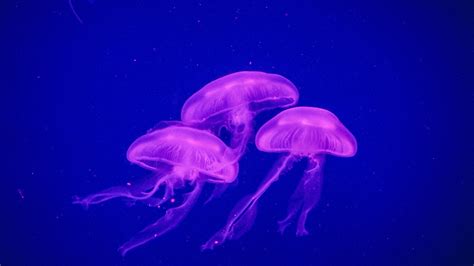 Desktop Wallpaper Jellyfish, Pink, Glowing, Underwater, Hd Image ...