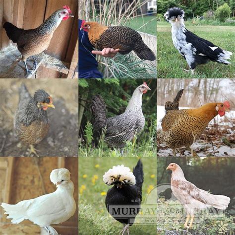 Murray Mcmurray Hatchery 2023 Catalog Reduced Prices | www.egerton.ac.ke