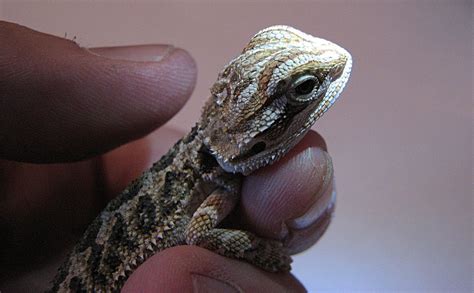 File:Pogona vitticeps, baby 02.JPG - Wikipedia