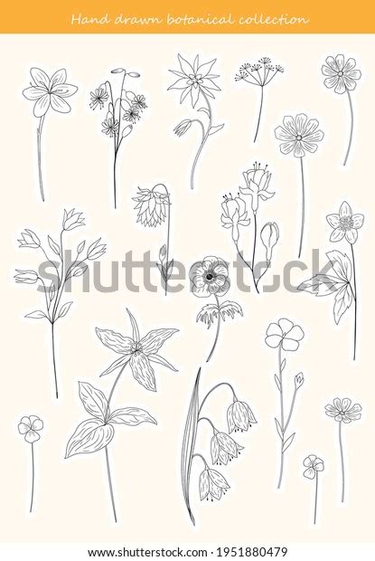 Collection Hand Drawn Flowers Branches Printable Stock Vector (Royalty Free) 1951880479 ...