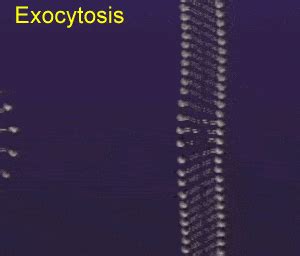 Biology-cell membrane-transport