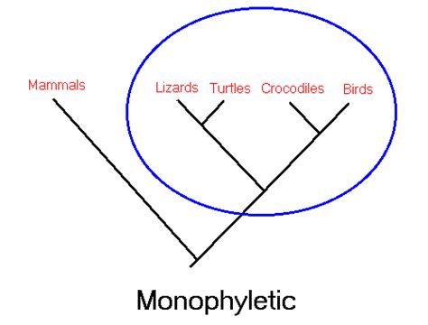 Monophyletic grouping - ALL ABOUT EVOLUTION