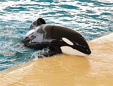 adorable-baby-orca | Baby Animal Zoo