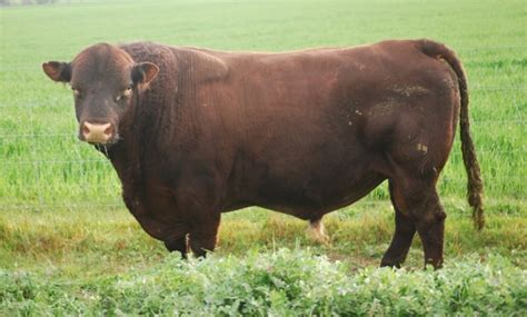 Glenridge Park - Mount Barker, WA - Sussex Cattle