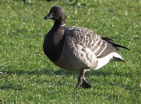 irishbrentgoose: Researching Brent Geese in Dublin