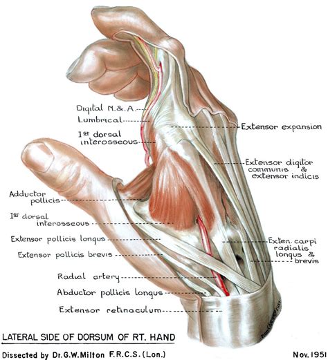 Dorsum of Hand Anatomy Dorsum Lateral Hand | Human Anatomy | Pinterest | Hand anatomy, Anatomy ...