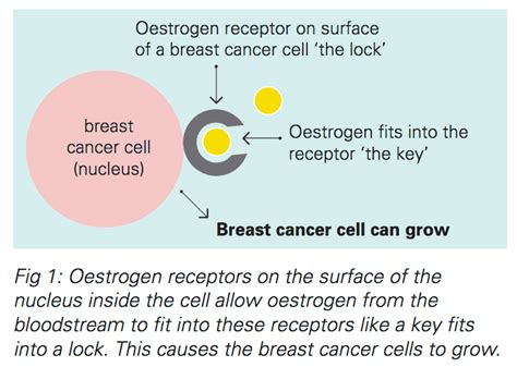 Hormonal Therapies for Breast Cancer Fact Sheet | Westmead BCI