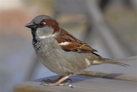 Types of sparrows