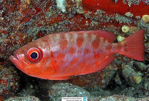 Heteropriacanthus cruentatus Glasseye Snapper