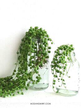 How to Propagate String of Pearls (Senecio rowleyanus)