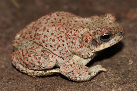 Red-spotted Toad (Anaxyrus punctatus) - Phenology Project