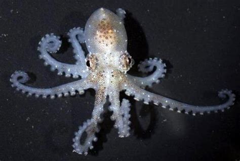 Atlantic Pygmy Octopus (Octopus joubini) Saltwater Inverts For Sale