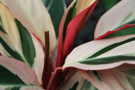 CALATHEA PLANT: POPULAR SPECIES AND CARE TIPS