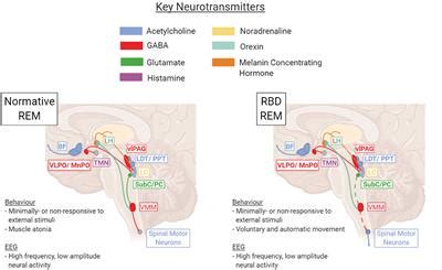 Frontiers | A Neurologist's Guide to REM Sleep Behavior Disorder