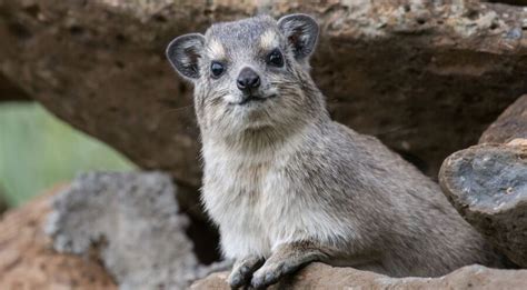 Not the Lorax, the Hyrax | Critter Science