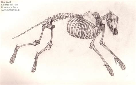 Dire Wolf Skeleton, Bone Study by tursiart on DeviantArt