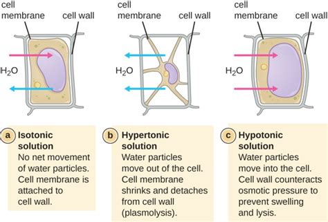 Difference Between Plasmolysis and Cytolysis | Compare the Difference Between Similar Terms