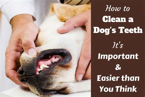 How To Clean A Dog's Teeth - And Why It's So Important