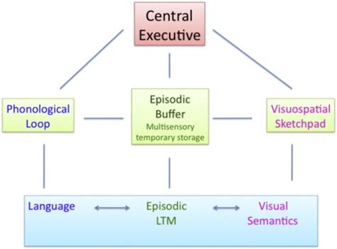 Schematic diagram of Baddeley’s Model of Working Memory. | Download Scientific Diagram