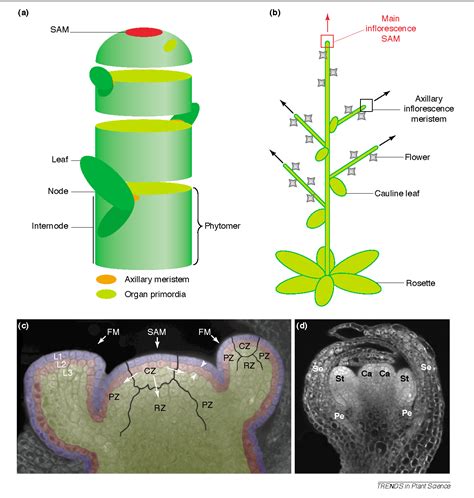 Figure 2 from Shoot apical meristem maintenance: the art of a dynamic balance. | Semantic Scholar