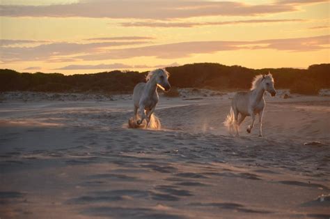 Premium Photo | Horses at beach during sunset