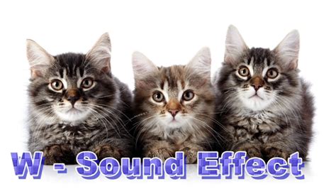 Cat Sound Effects - YouTube