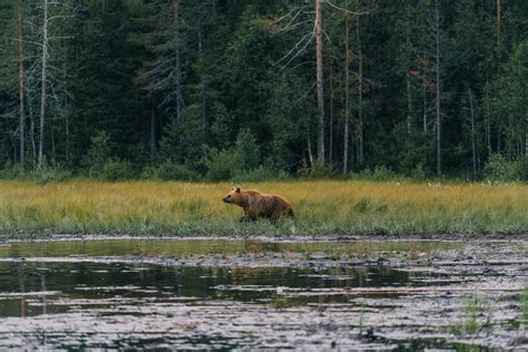 Wildlife in Finland :: Behance