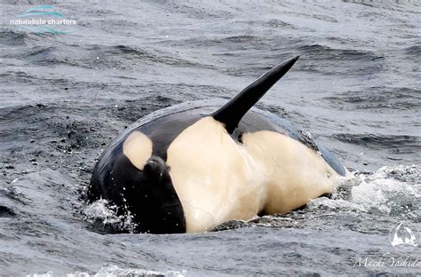 The Life of an Orca: The killer Whale - from Birth to Adulthood