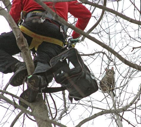 Cat in Tree Quickly Warms Up To ARL Rescue Team - Animal Rescue League ...