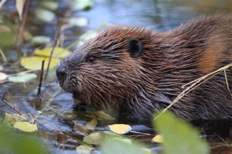 9 Spiritual Meanings of Beaver