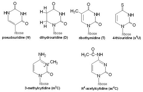 Biomacromolecules - 5-In-Jn's Biology Portfolio