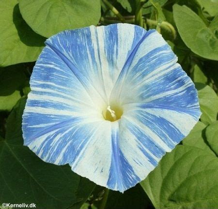 a blue and white flower with green leaves