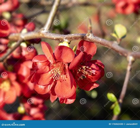 Japanese quince tree stock photo. Image of tree, blossoms - 176062430