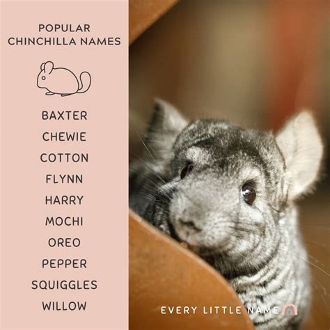 250+ Best Chinchilla Names (Cute, Funny, and Unique) - Every Little Name