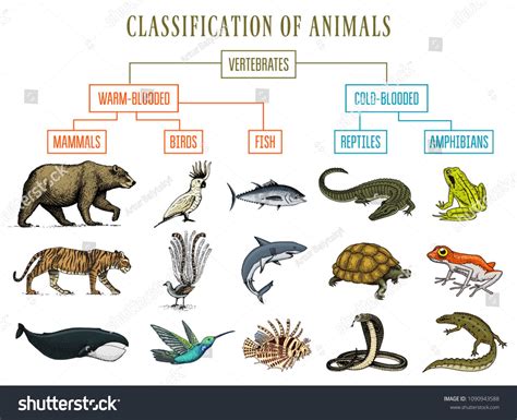 Mammals Chart - Pets Lovers