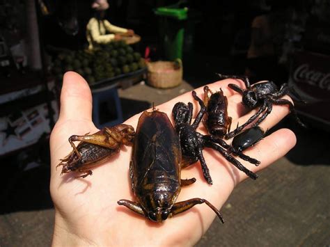 Eating deep fried tarantula in Cambodia: would you try it? - Luc & June Travel & Food Blog