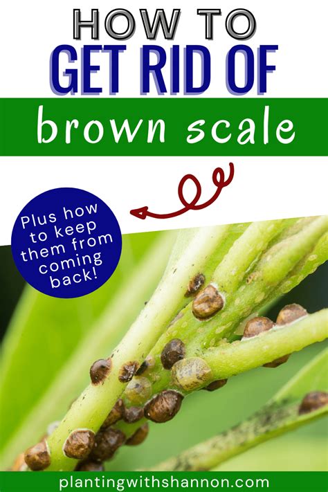 How to Get Rid of Brown Soft Scale On Houseplants - Planting With Shannon