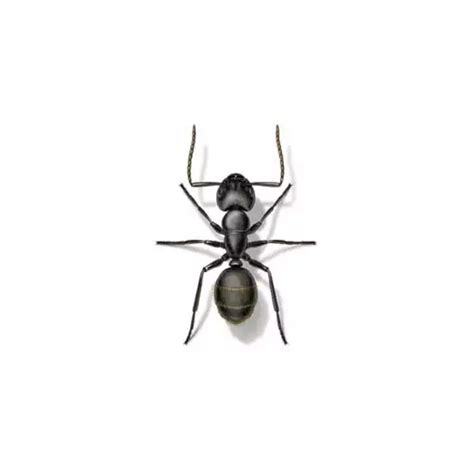 Carpenter Ant Identification | Carpenter Ants in Central & Eastern Virginia