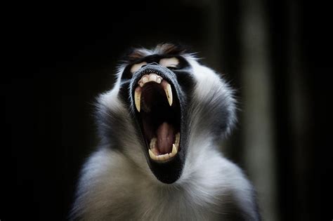 Monkey, Screaming Monkey Photograph by Hotte Hue - Pixels