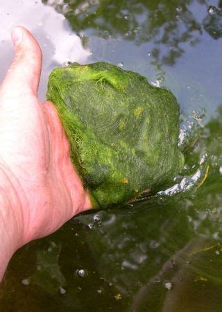 Pin on Koi Pond Algae Control Tecniques