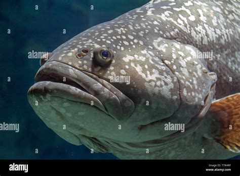 Giant grouper fish portrait dark aquatic ambiance Stock Photo - Alamy