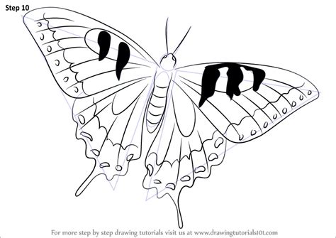 How to Draw a Swallowtail Butterfly (Butterflies) Step by Step ...