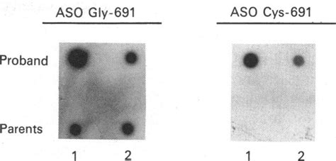 Allele-specific oligonucleotide hybridization of genomic DNA and | Download Scientific Diagram