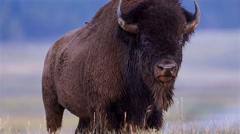 Giggling Yellowstone tourists stalk bison on boardwalk with children in ...