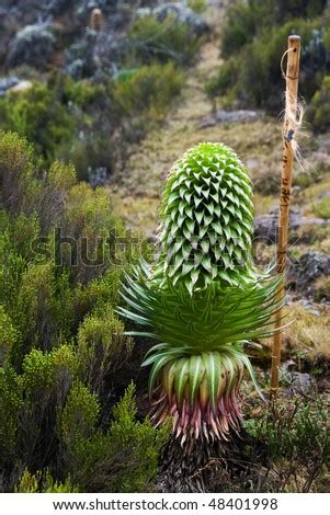 Indigenous Flower Of Mt Kilimanjaro: Seen Here Is The Giant Flower Of The Lobelia Deckenii ...