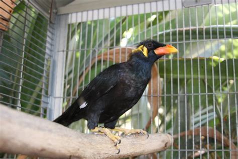 i love mynah bird: Mynah BirD Breeding