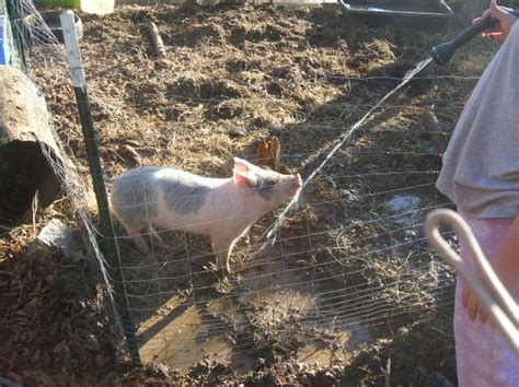 One Rotten Pig | The Compassionate Homestead