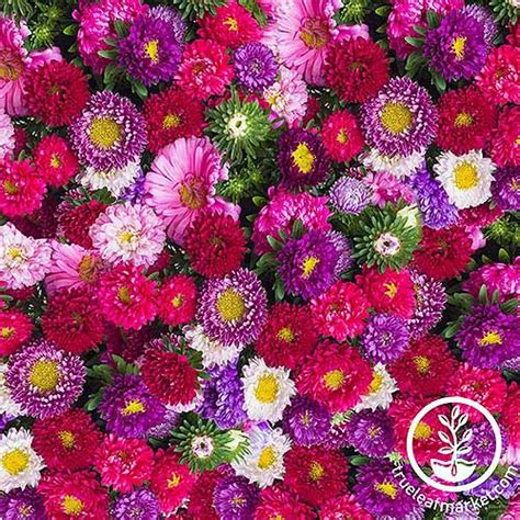 How to Grow China Aster (Callistephus chinensis) | Gardener’s Path