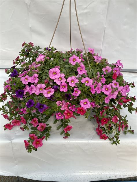 12″ Calibrachoa (Million Bells) Hanging Basket