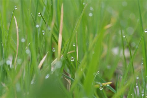 Grass/guttation | The drops of water are probably from a pro… | Flickr